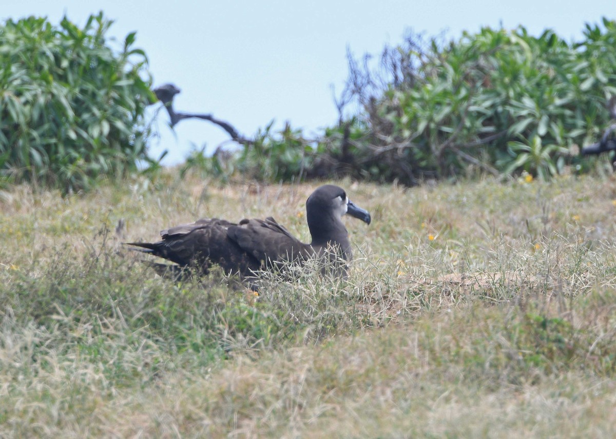 Black-footed Albatross - ML150313101