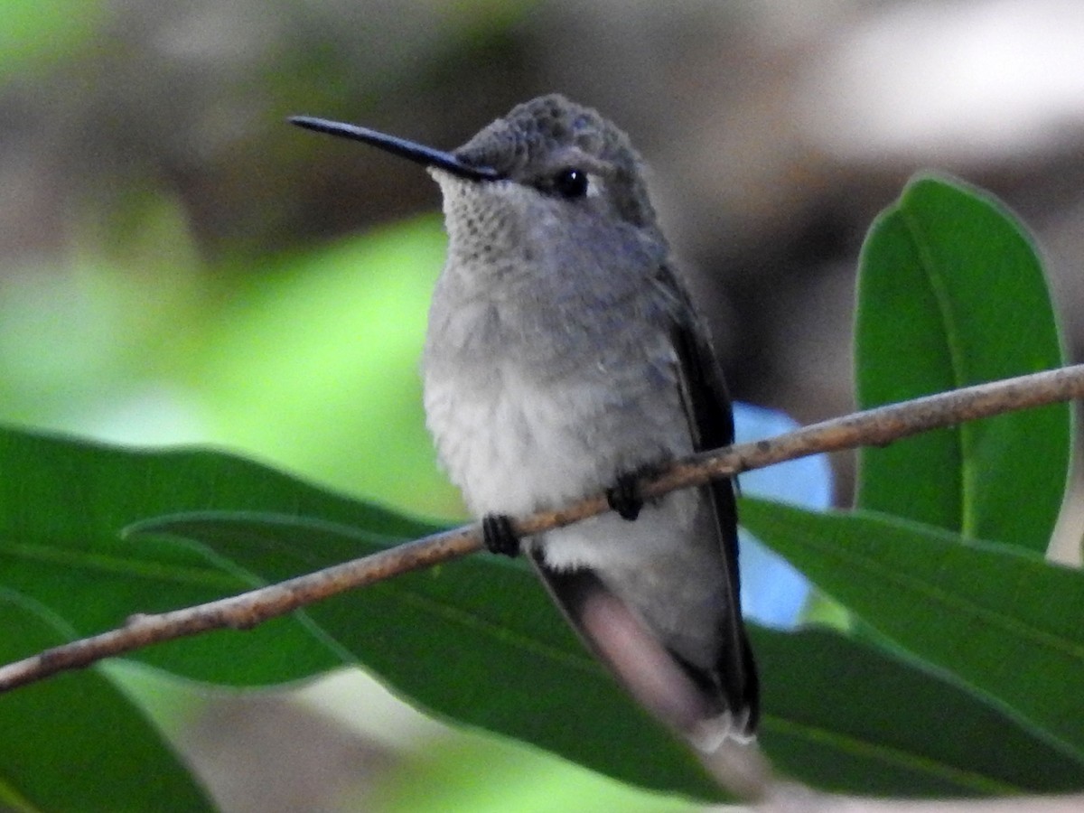 hummingbird sp. - ML150314021
