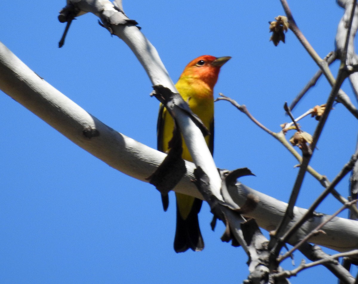 Western Tanager - ML150314481