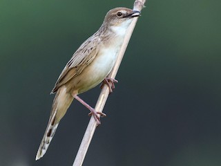  - Bristled Grassbird