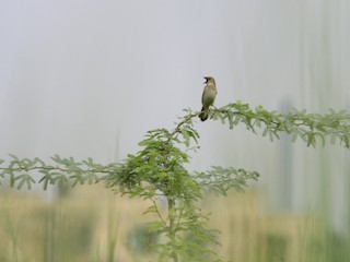  - Bristled Grassbird