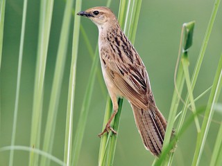  - Bristled Grassbird