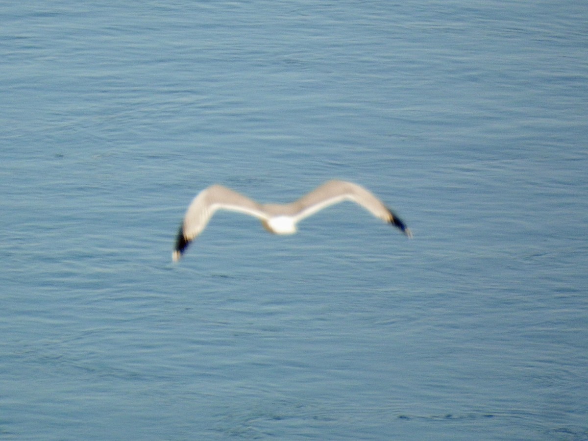 Yellow-legged Gull - Adam Otten