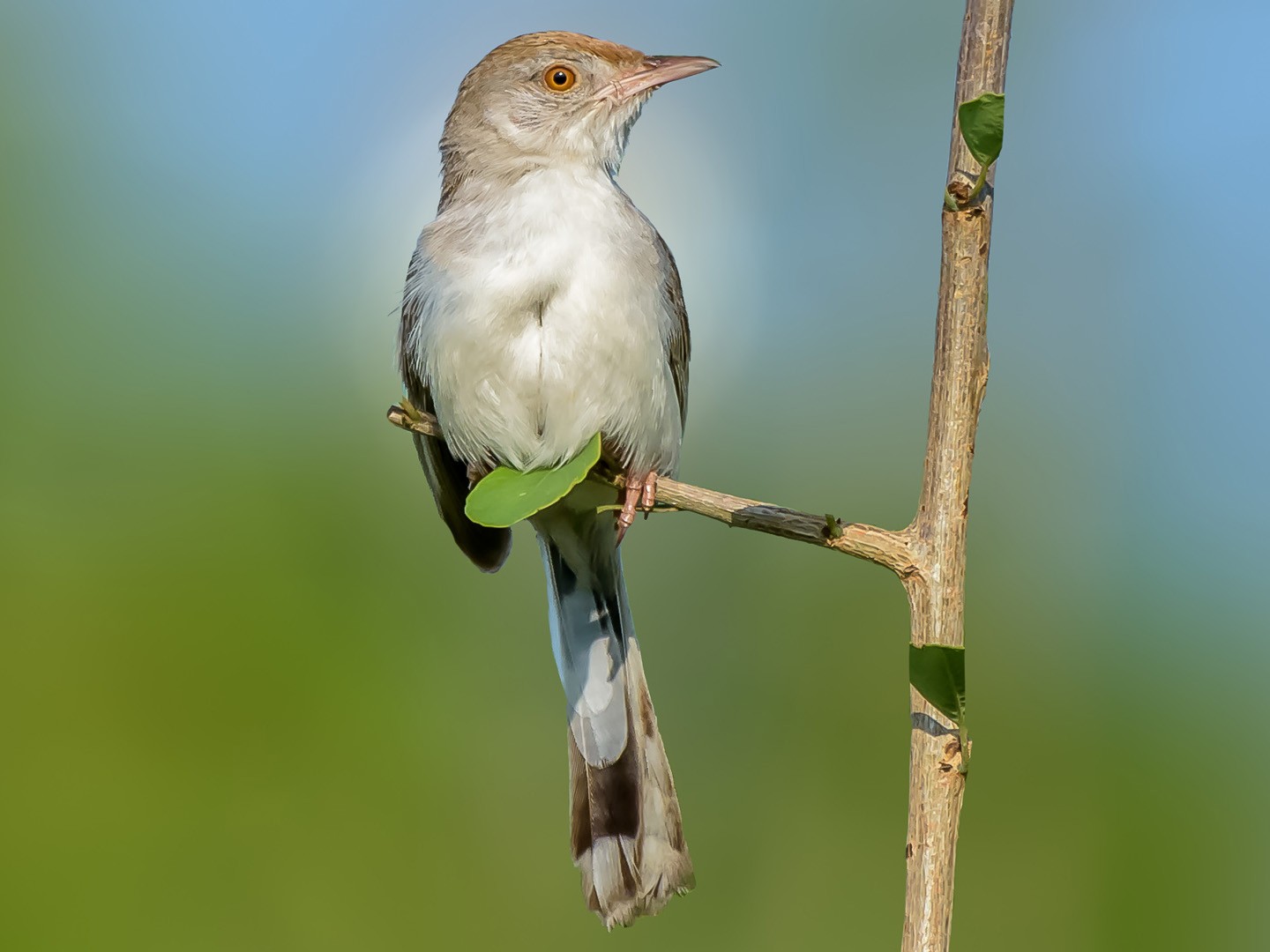 Rufous-fronted Prinia - Nitin Chandra