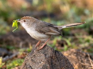  - Rufous-fronted Prinia