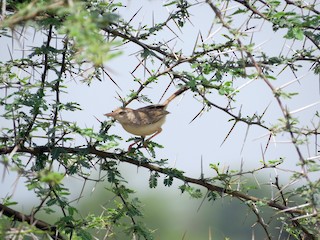  - Rufous-fronted Prinia