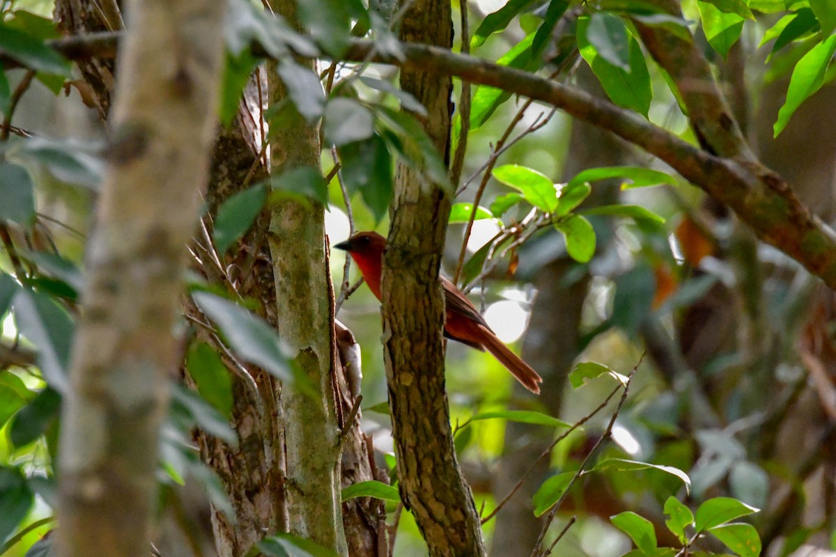 Red-throated Ant-Tanager - ML150317741