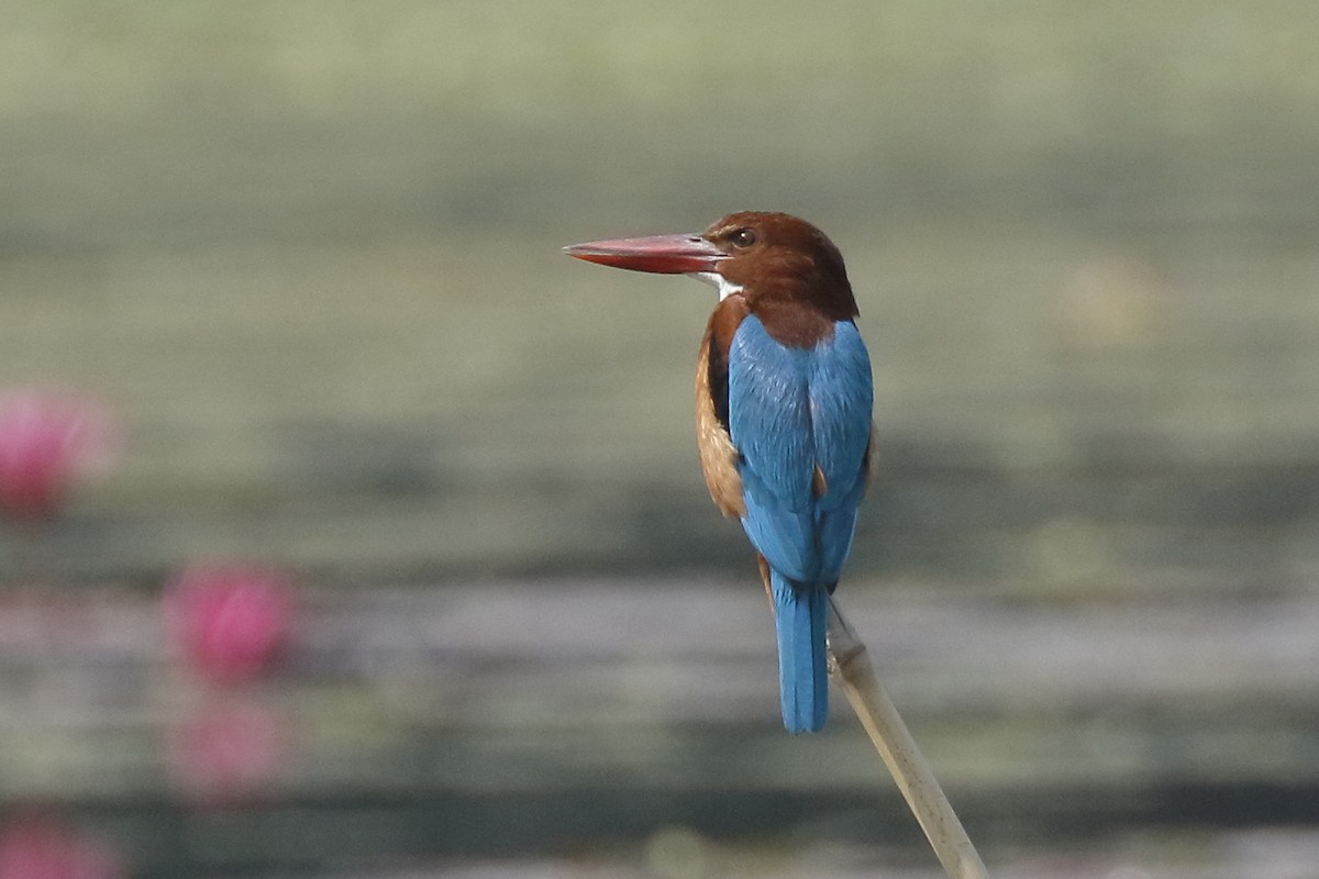 White-throated Kingfisher - Sharif Uddin