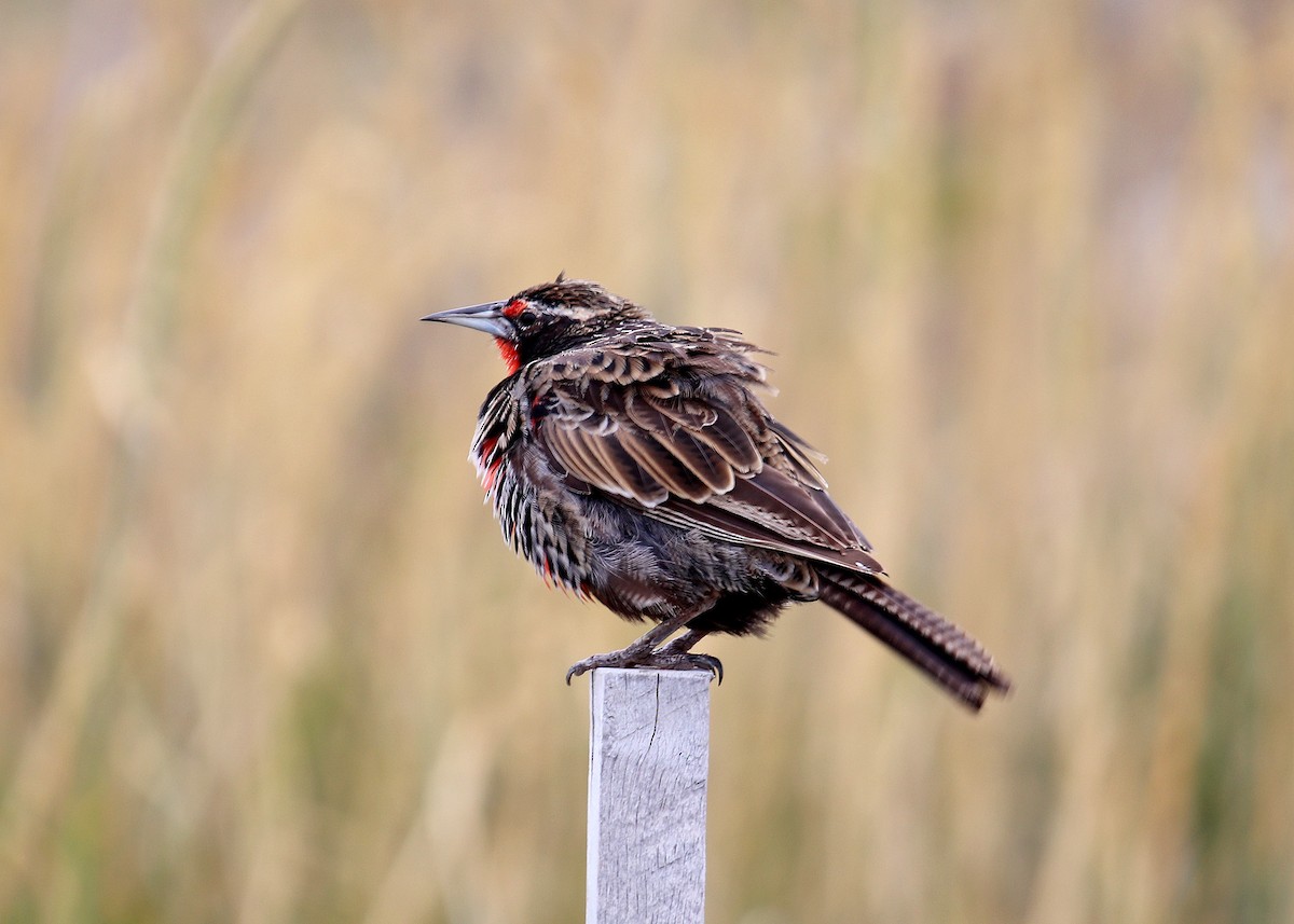 Long-tailed Meadowlark - Noreen Baker