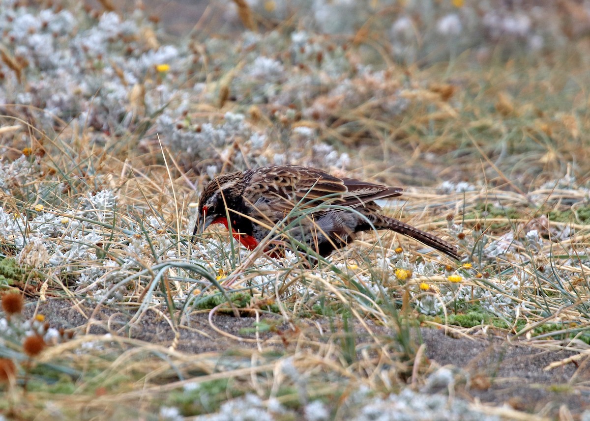 Long-tailed Meadowlark - Noreen Baker