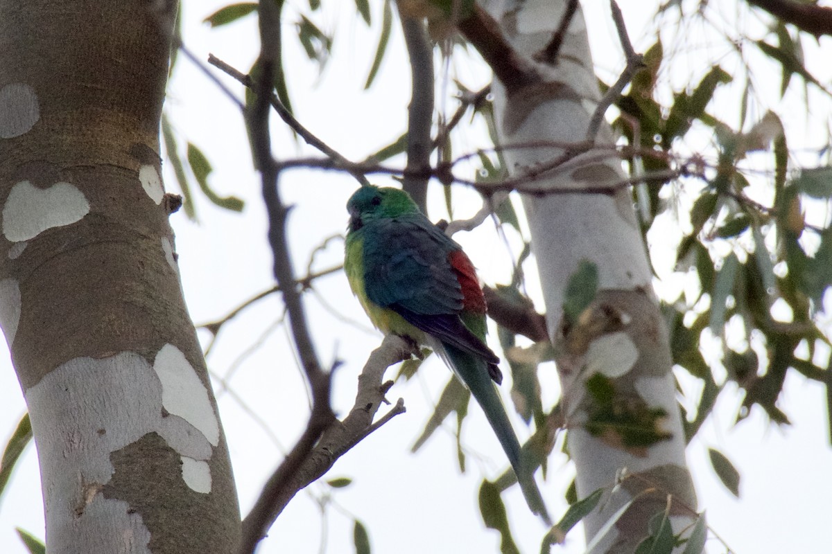 Red-rumped Parrot - ML150319391