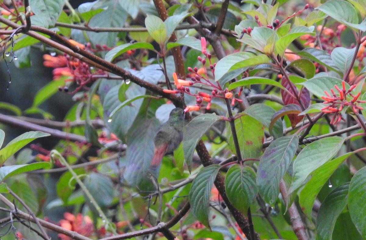 Rufous-tailed Hummingbird - ML150319651
