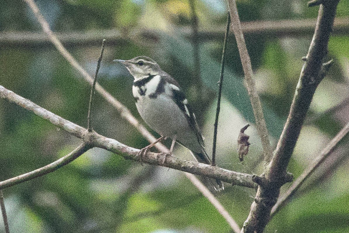 Forest Wagtail - ML150319931