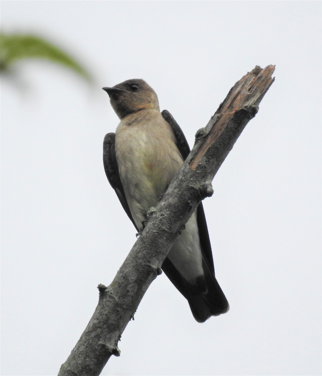 Southern Rough-winged Swallow - ML150320621