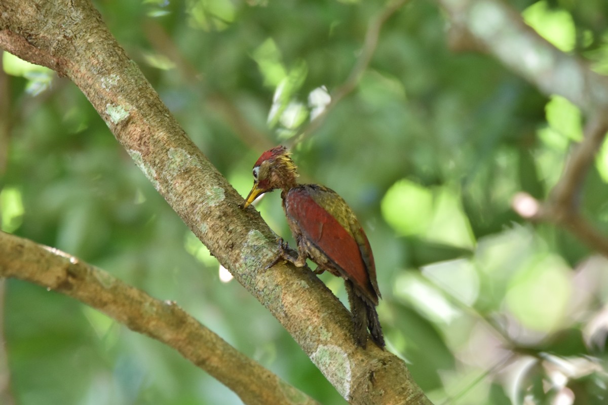 Crimson-winged Woodpecker - Brandon Nidiffer