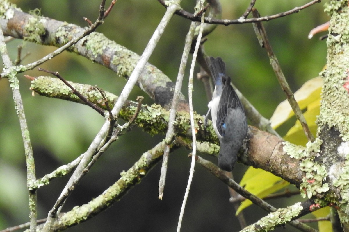Plain-colored Tanager - ML150321351