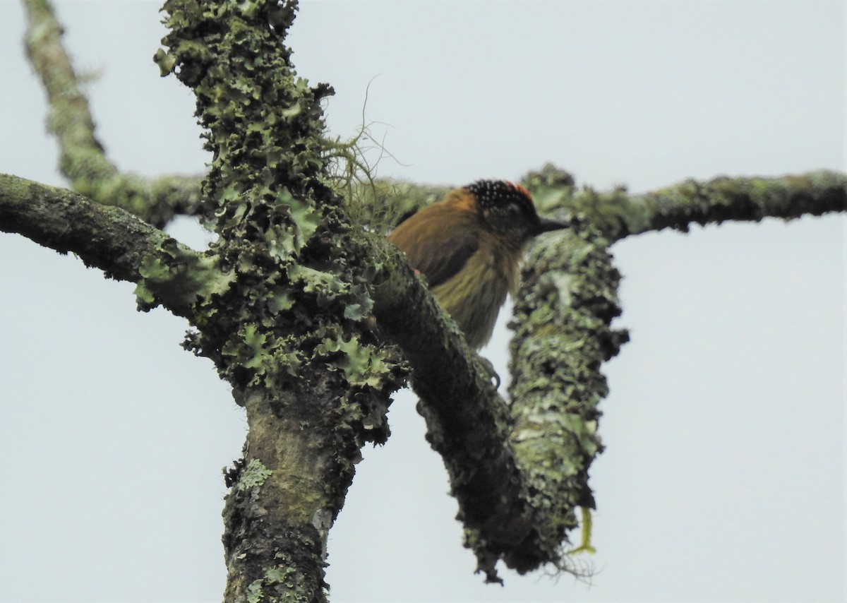 Olivaceous Piculet - ML150321431