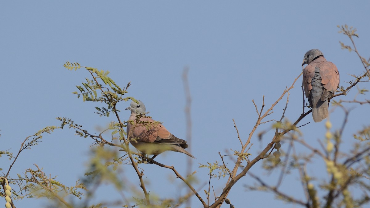 Red Collared-Dove - ML150322271