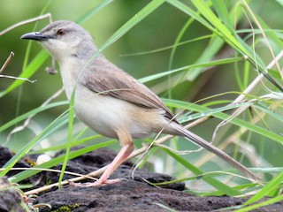  - Jungle Prinia