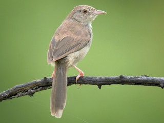  - Jungle Prinia