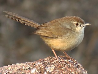 雌鳥/非繁殖期雄鳥 - Amarendra Konda - ML150322821