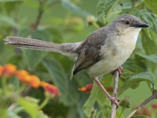  - Jungle Prinia