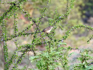 繁殖期雄鳥 - Sivakumar Ramasamy - ML150322851