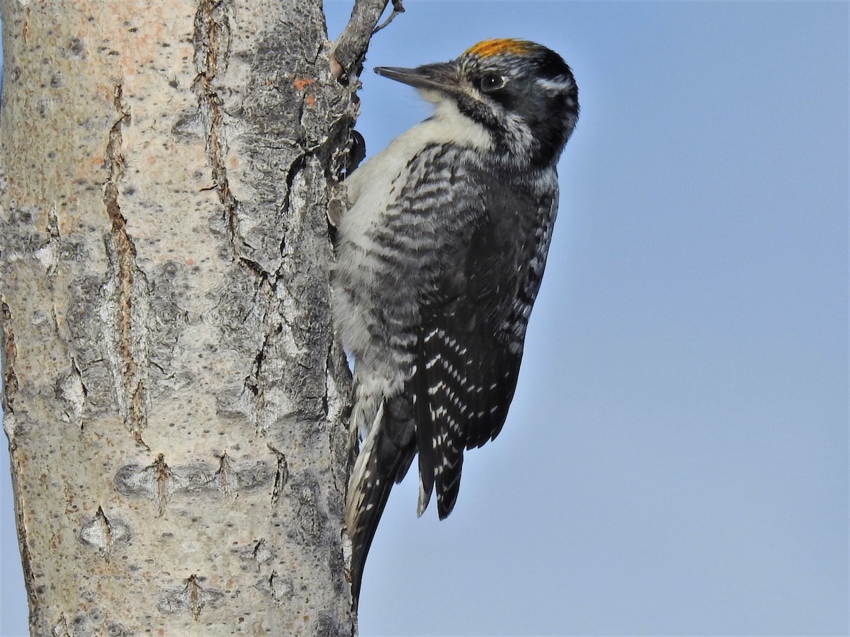 American Three-toed Woodpecker - Roy Lambert