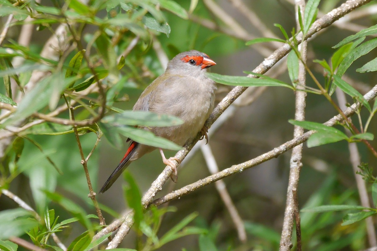Red-browed Firetail - Jenny Stiles