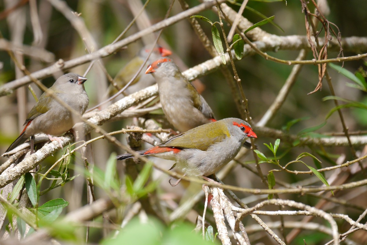 Red-browed Firetail - ML150323551