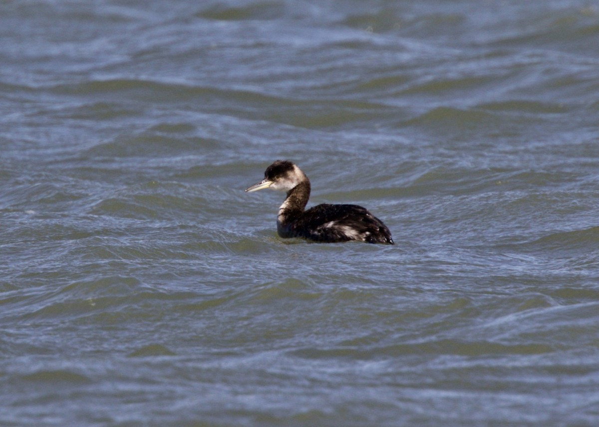 Red-necked Grebe - Dave Bengston