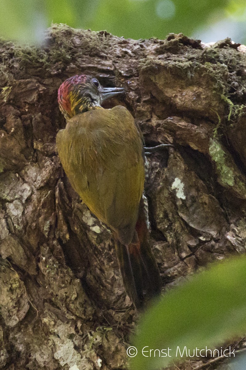 Red-rumped Woodpecker - ML150323781