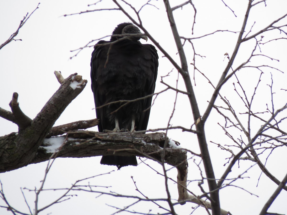 Black Vulture - Jim Mead