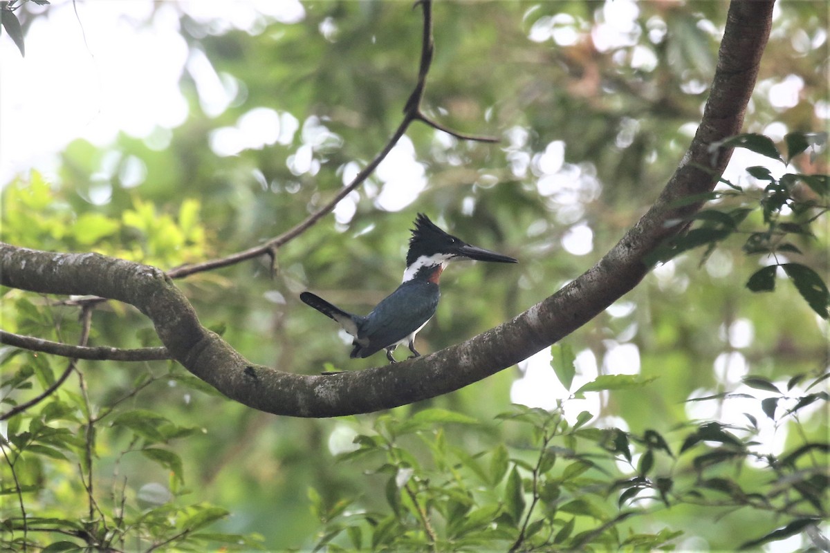 Amazon Kingfisher - ML150325691