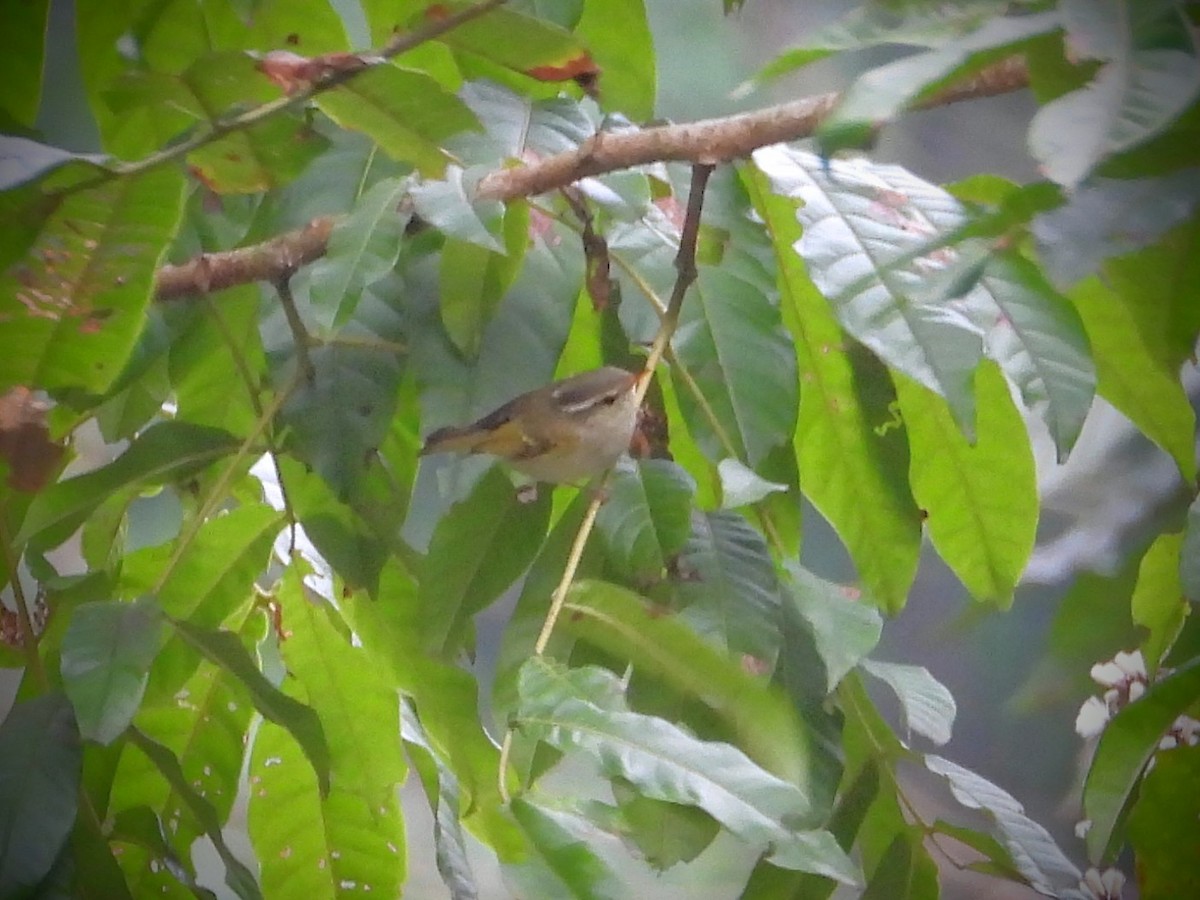 Blyth's Leaf Warbler - Kalpesh Gaitonde
