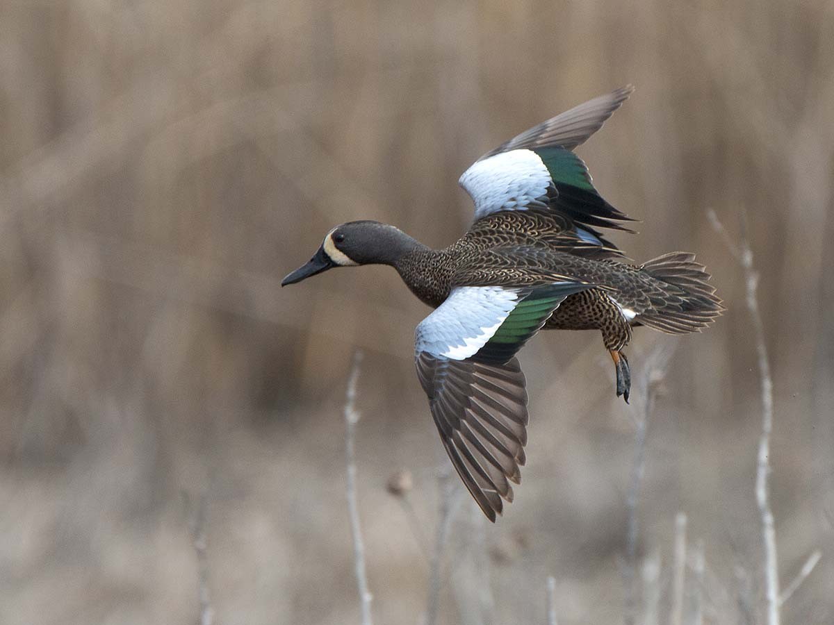 Blue-winged Teal - ML150330581
