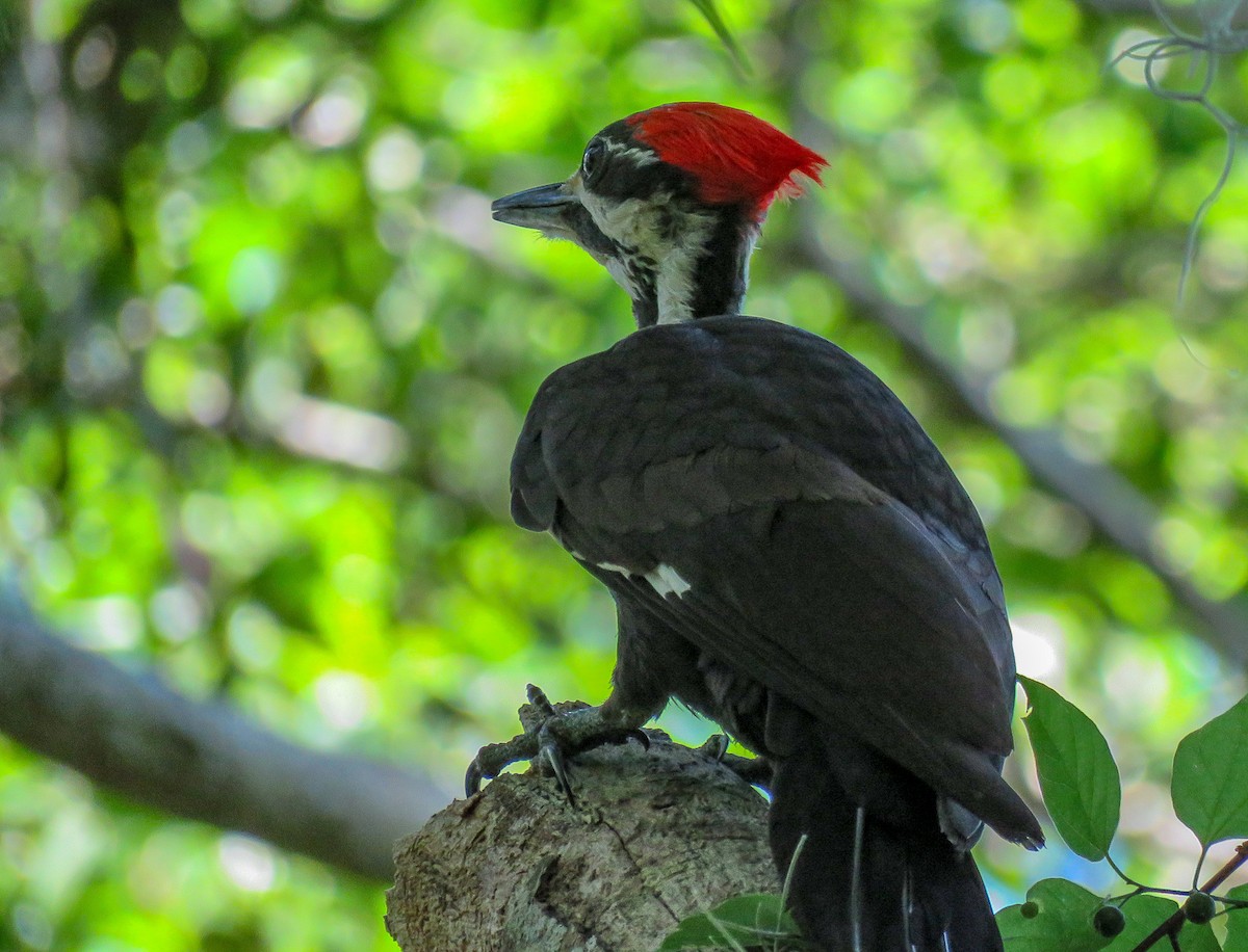 Pileated Woodpecker - Sam Krah