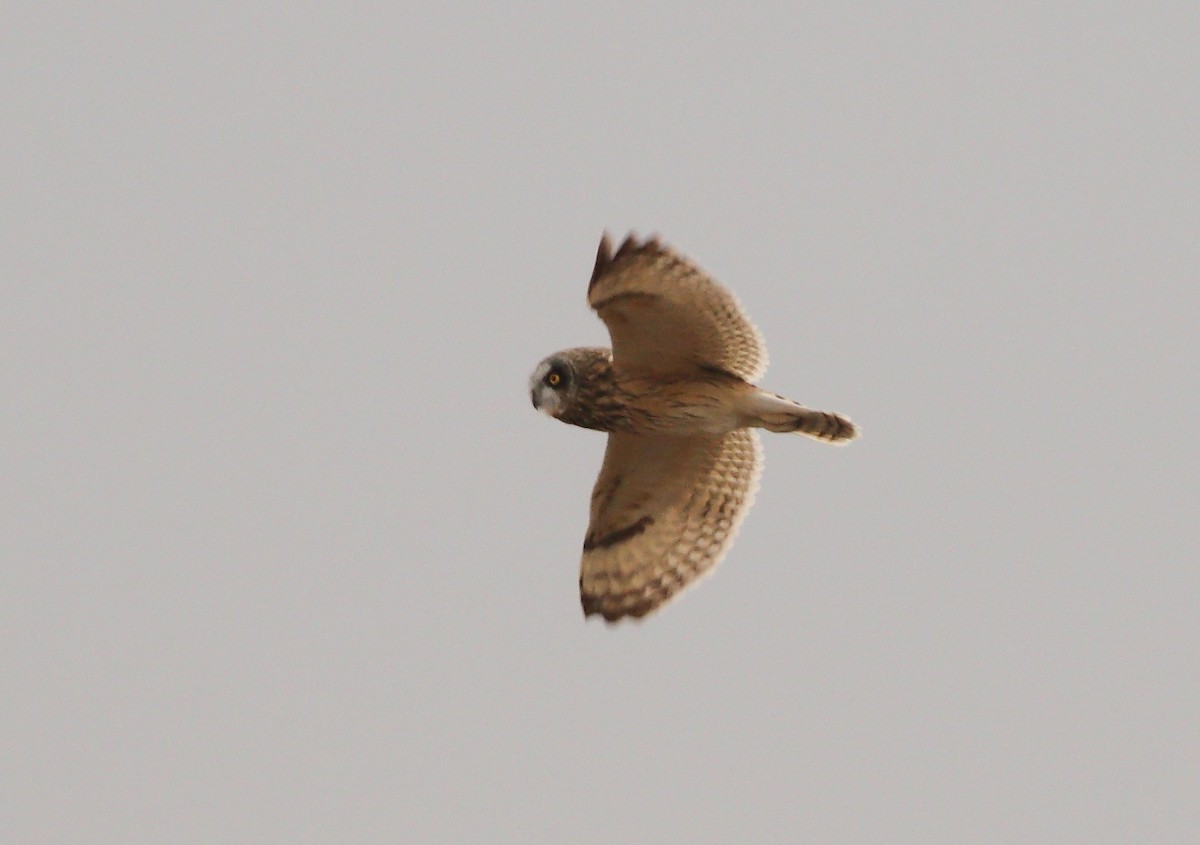 Short-eared Owl - ML150331691