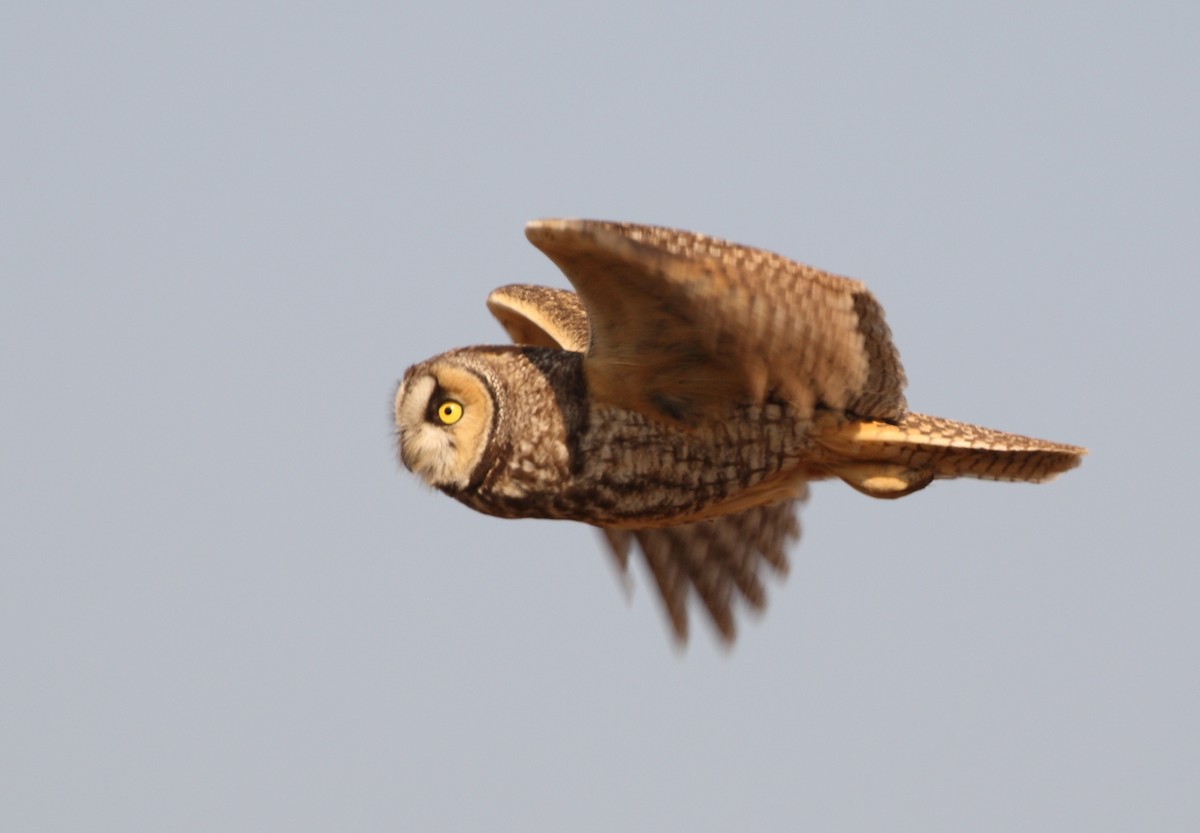 Long-eared Owl - Anuar López