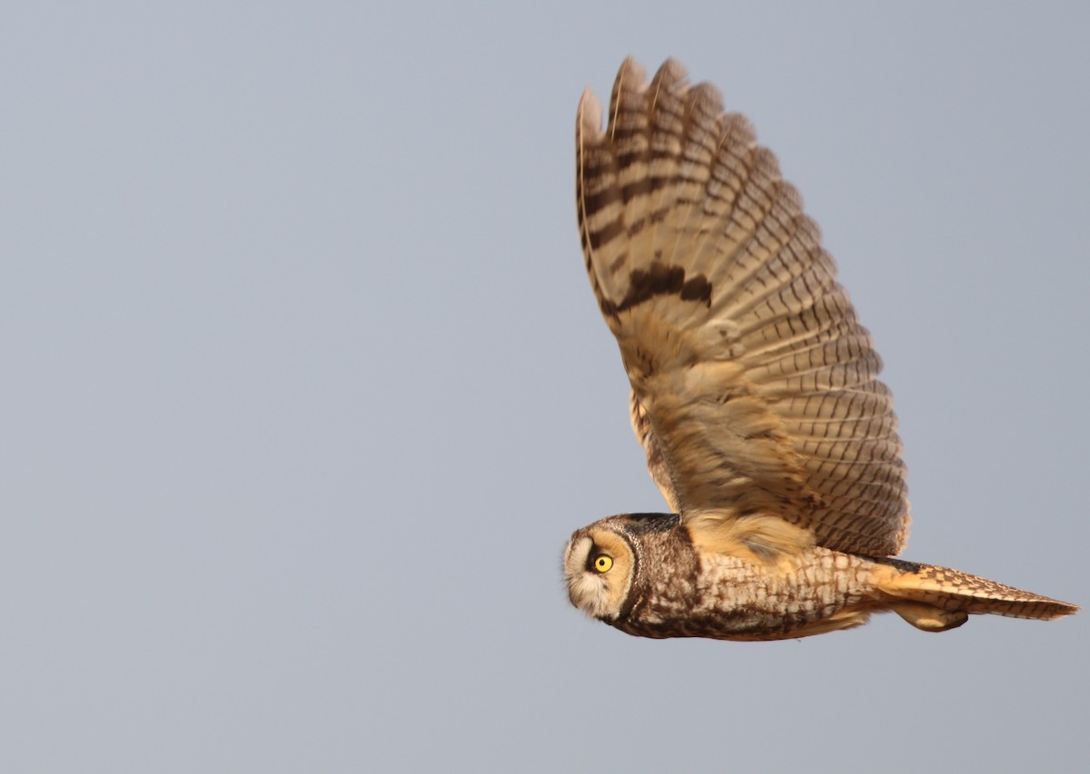 Long-eared Owl - ML150331831