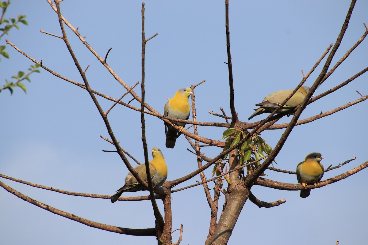 Yellow-footed Green-Pigeon - RAVI  PATHAK