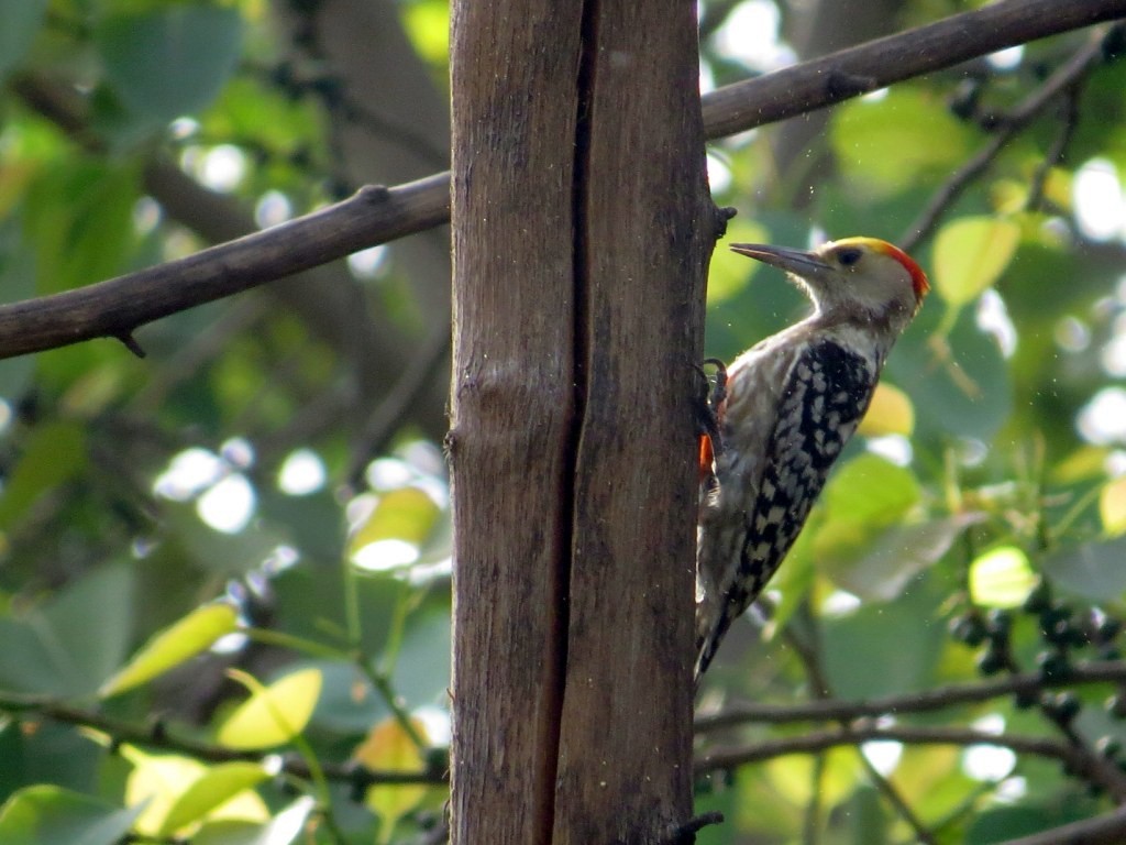 Yellow-crowned Woodpecker - Rajiv R