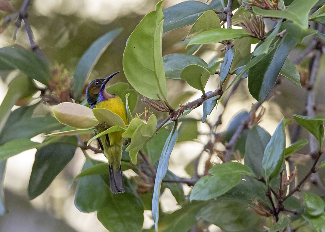 Brown-throated Sunbird - RNVK Deepak