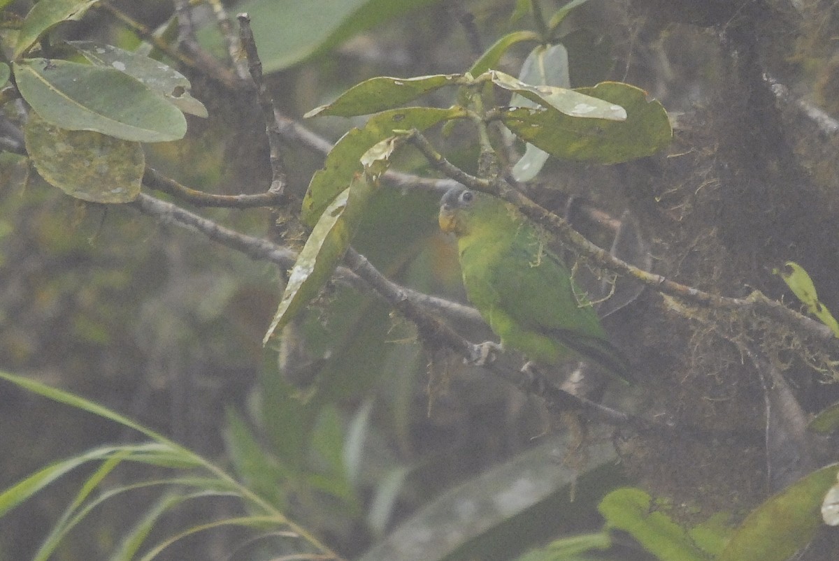 Blue-fronted Parrotlet - ML150335331
