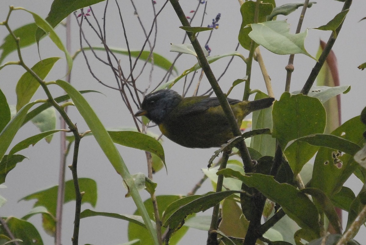 Moss-backed Tanager - ML150335661
