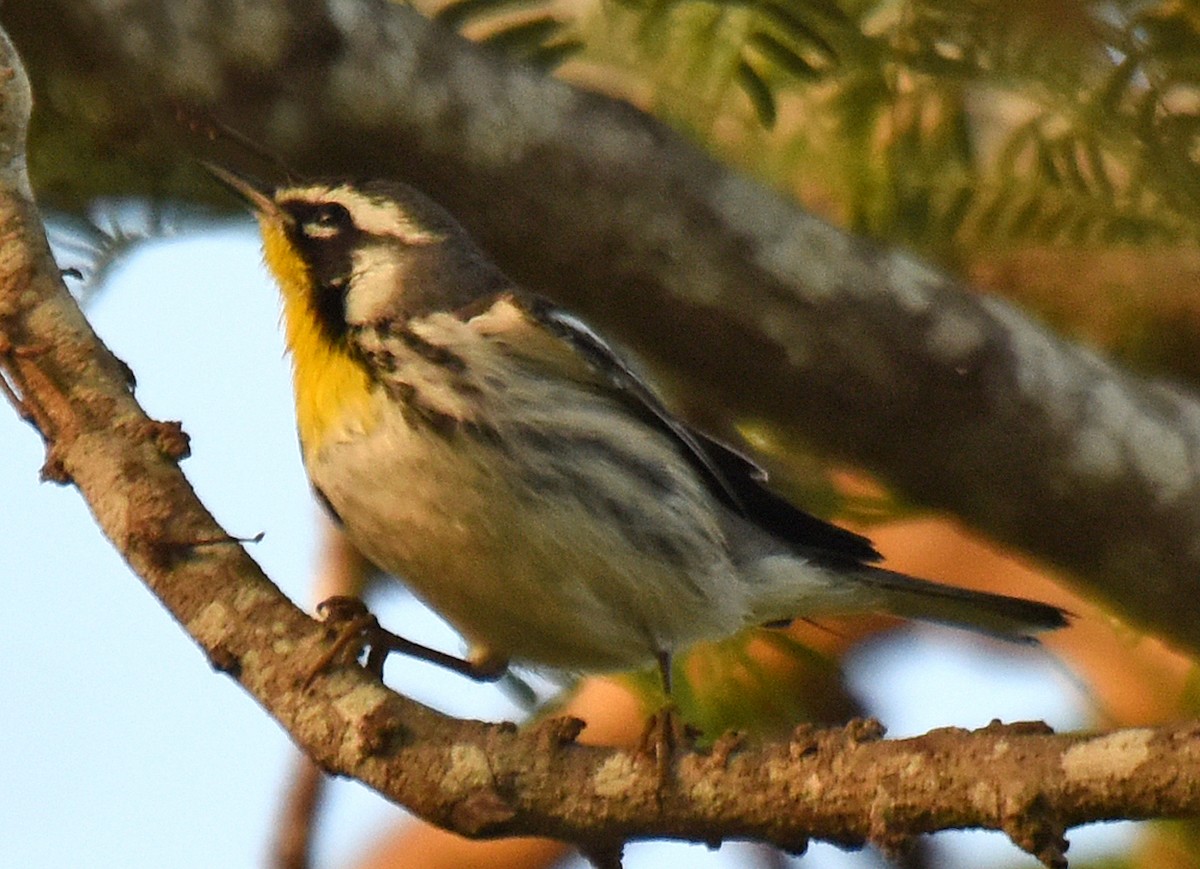 Yellow-throated Warbler - ML150337941