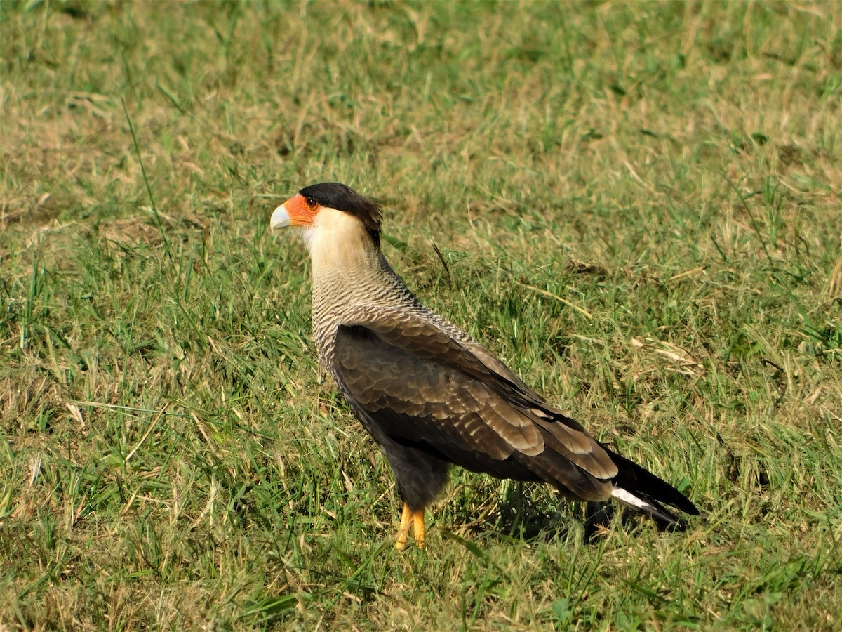 Crested Caracara (Southern) - ML150338871
