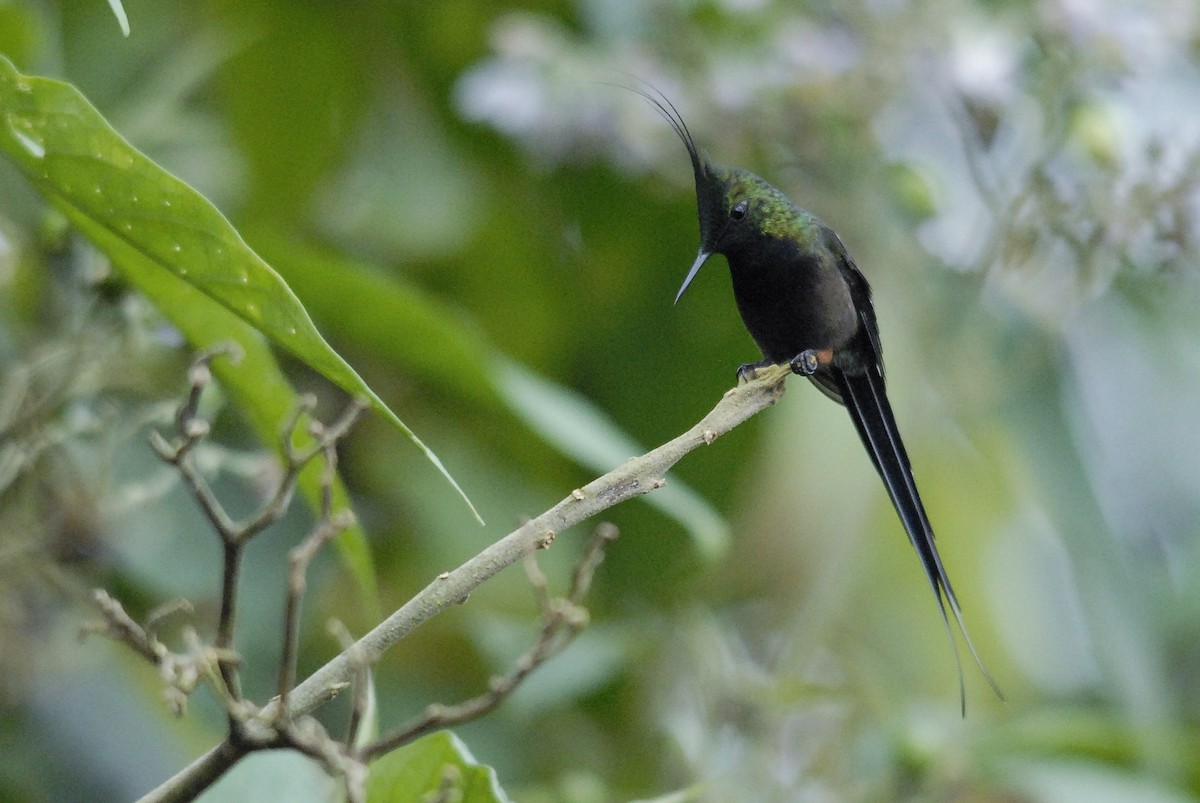 Wire-crested Thorntail - ML150339471