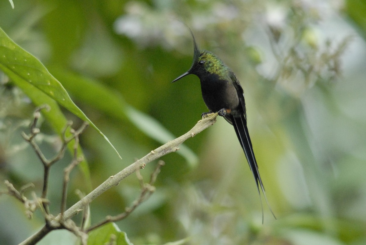Wire-crested Thorntail - ML150339561