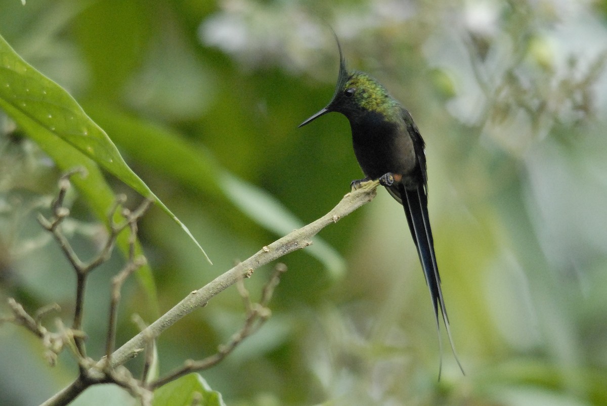 Wire-crested Thorntail - ML150339631